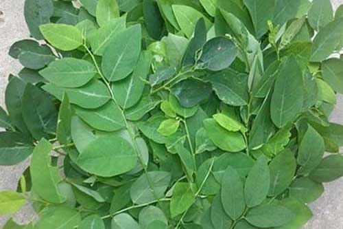 Bệnh trĩ có ăn được rau ngót không?