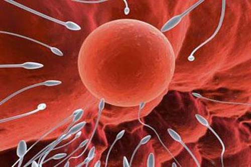 Sau quan hệ bao lâu thì tinh trùng gặp trứng?